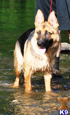 blueridgelanegsd Picture 1